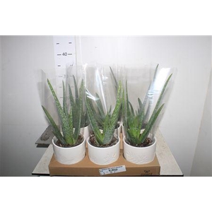 Arr Kamerpl Aloe Vera In Keramiek