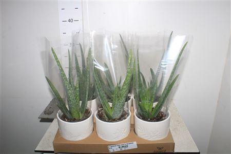 <h4>Arr Kamerpl Aloe Vera In Keramiek</h4>