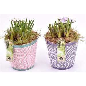 Hout pot paars/roze mix 13cm