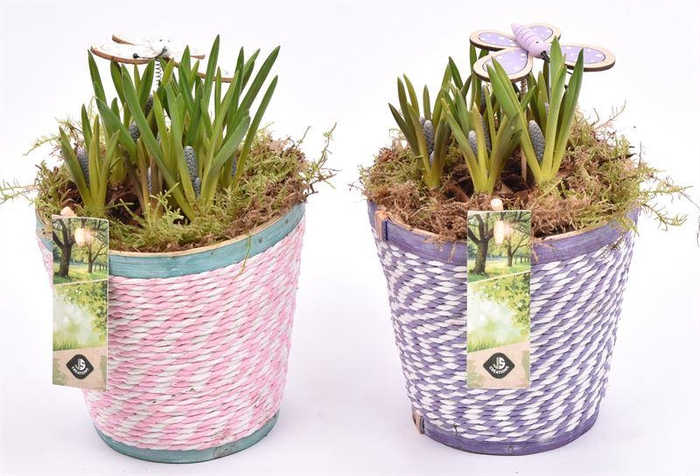 <h4>Hout pot paars/roze mix 13cm</h4>