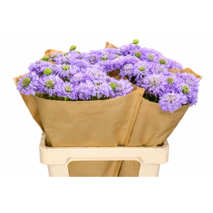 Scabiosa Scoop Lavender