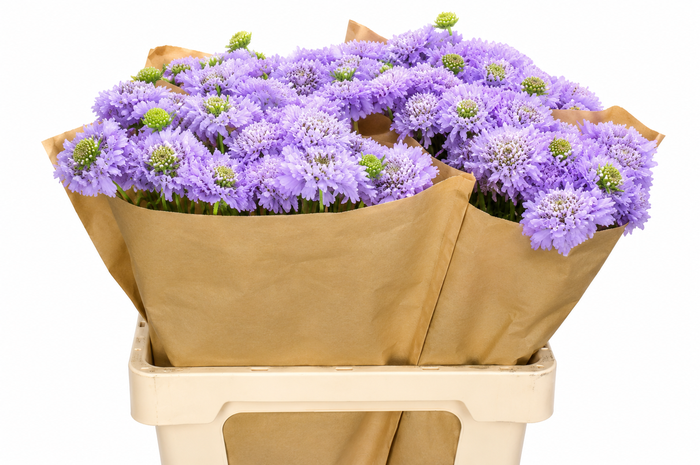 <h4>Scabiosa Scoop Lavender</h4>
