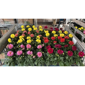 DAHLIA MIXK 5 KL