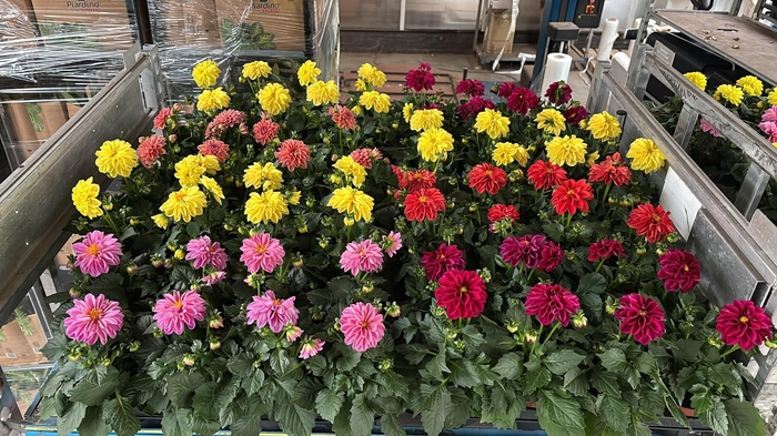 <h4>DAHLIA MIXK 5 KL</h4>