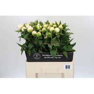 Paeonia Duchesse De Nemours