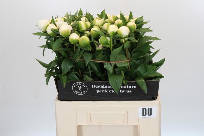 <h4>Paeonia Duchesse De Nemours</h4>