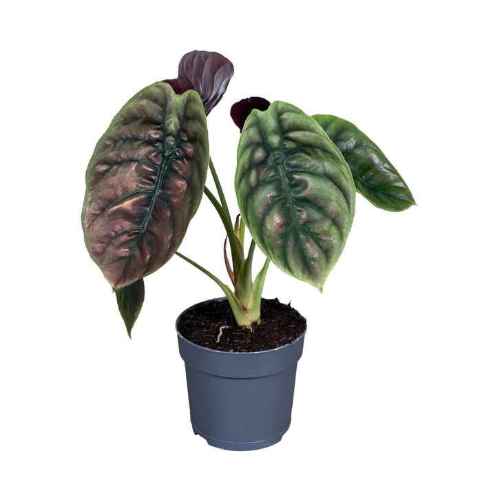 <h4>Alocasia Cuprea Red Secret 14cm</h4>