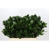 Ruscus aculeatus   ...groot blad