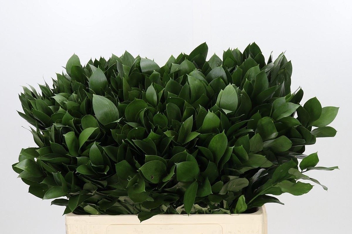 Ruscus aculeatus   ...groot blad