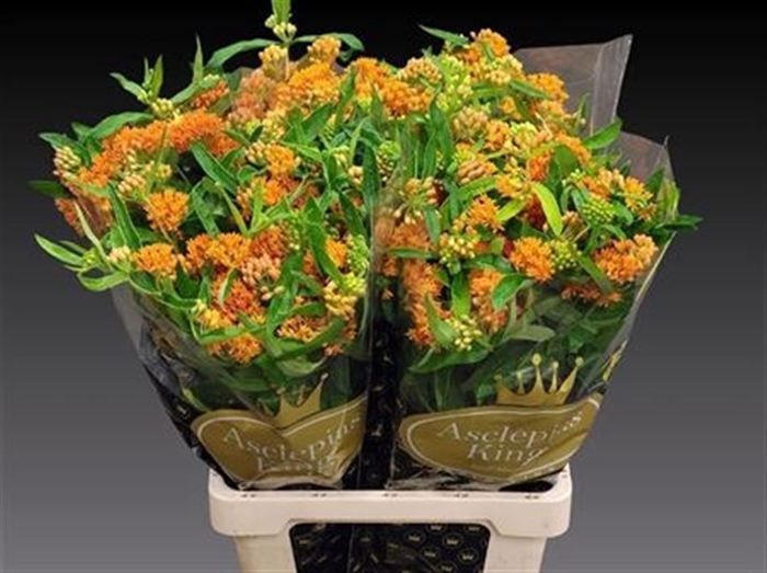 <h4>Ascl Tuberosa</h4>