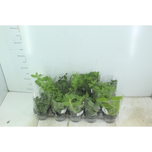 ERVAS AROMATICAS P11