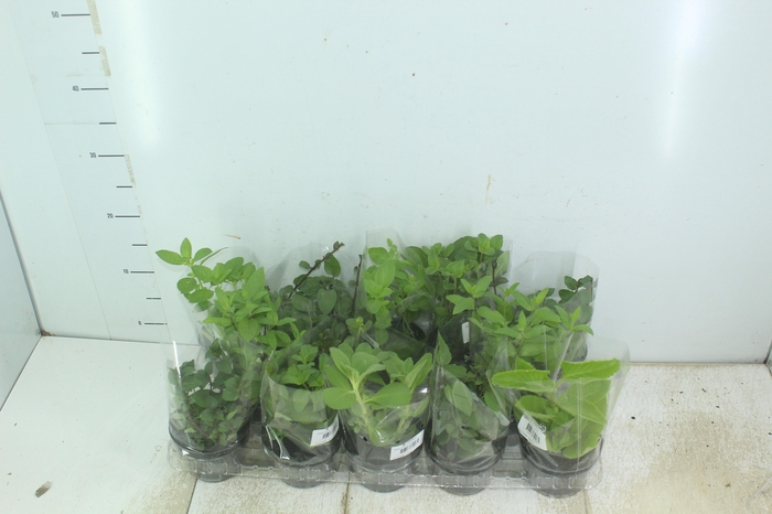 <h4>ERVAS AROMATICAS P11</h4>