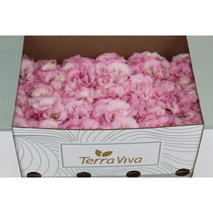 LISIANTHUS FLOR ROSA