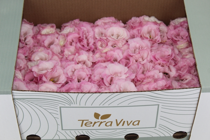 <h4>LISIANTHUS FLOR ROSA</h4>