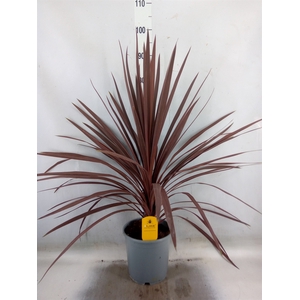 Cordyline austr. 'Red Star'