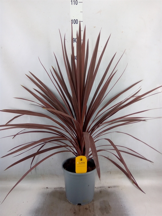 <h4>Cordyline austr. 'Red Star'</h4>