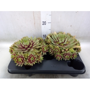 Sempervivum   ...