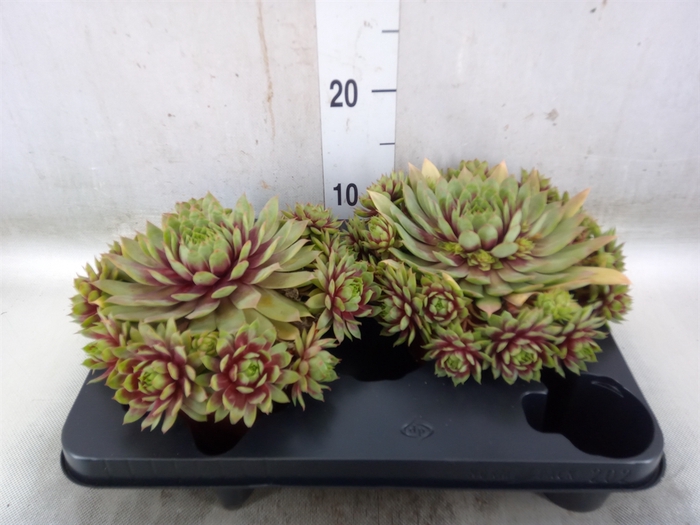 <h4>Sempervivum   ...</h4>