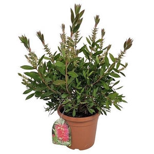 Callistemon Laevis Bush