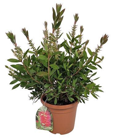<h4>Callistemon Laevis Bush</h4>