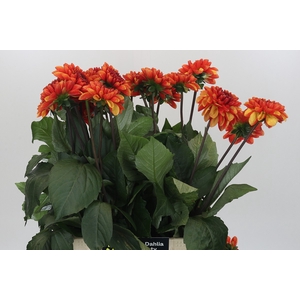 Dahlia American Sunset