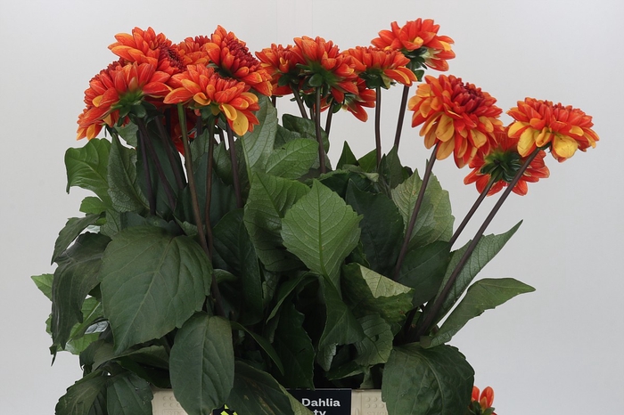 Dahlia American Sunset