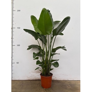 Strelitzia nicolai
