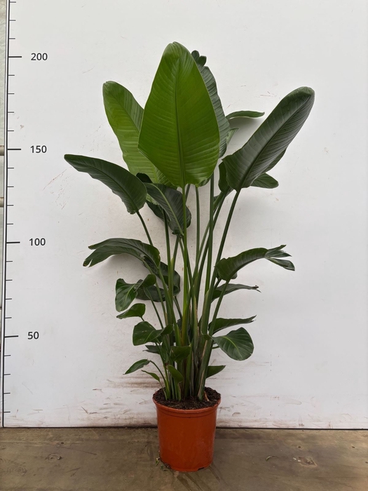 <h4>Strelitzia nicolai</h4>