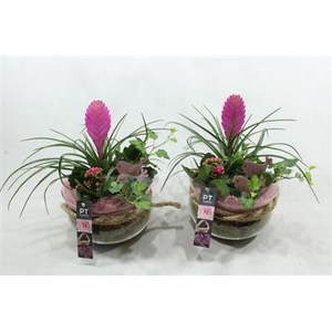 1441 BOSE TILLANSIA
