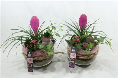 <h4>1441 BOSE TILLANSIA</h4>