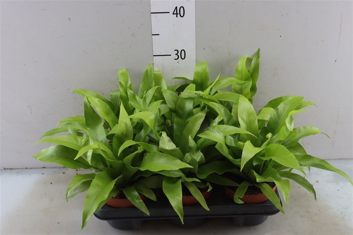 <h4>Asplenium Antiquum</h4>