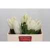 Protea Cynaroides Lei Momi