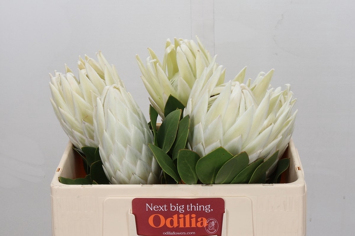 Protea Cynaroides Lei Momi