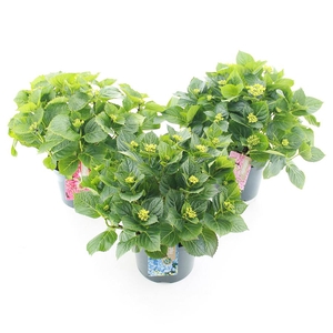 Hydrangea macr. MIX C5 (23cm.) Kn.