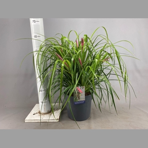 Billbergia x windii