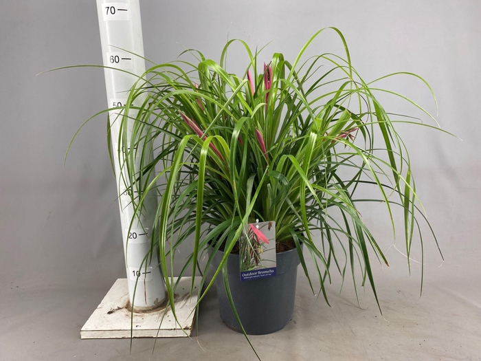 <h4>Billbergia x windii</h4>