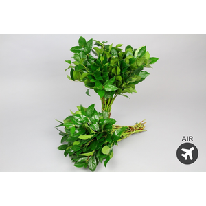 Salal Tips (air)