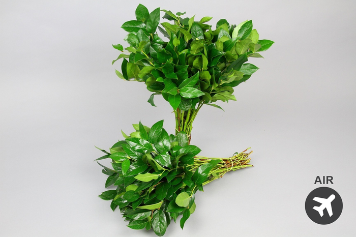 <h4>Salal Tips (air)</h4>