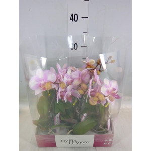 Phalaenopsis   ...rose