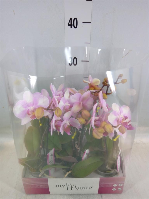 <h4>Phalaenopsis   ...rose</h4>