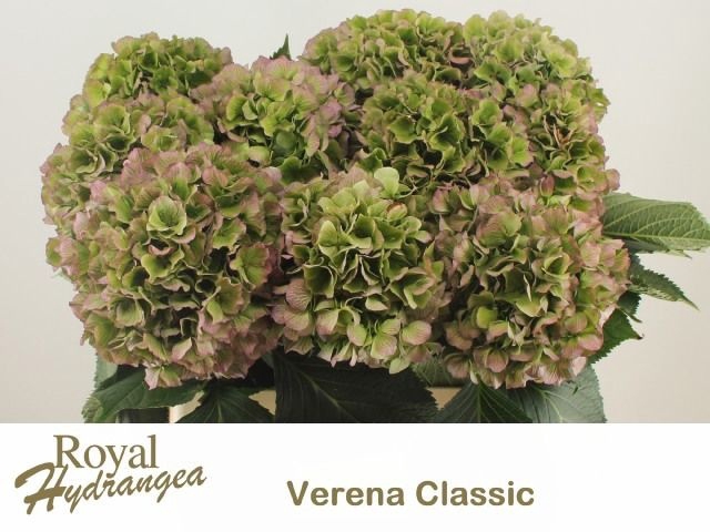 <h4>Hydr M Ch Vere Bl Cl</h4>