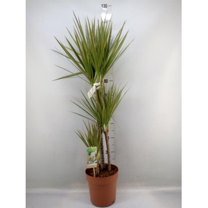 Dracaena marg. 'Bicolor'