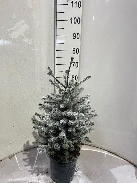 <h4>PICEA OMORIKA</h4>
