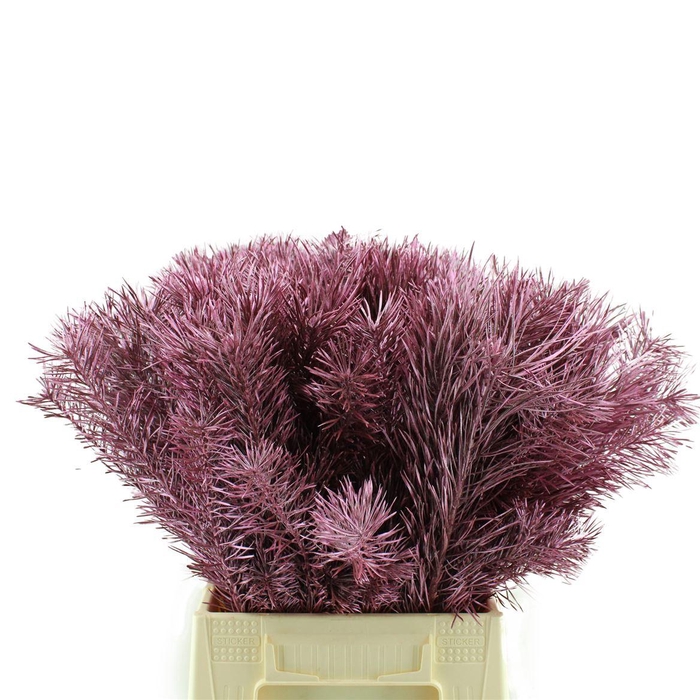 <h4>Pinus Sylvester Geverfd</h4>