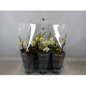Phalaenopsis multi. 'Ant Lausanne'