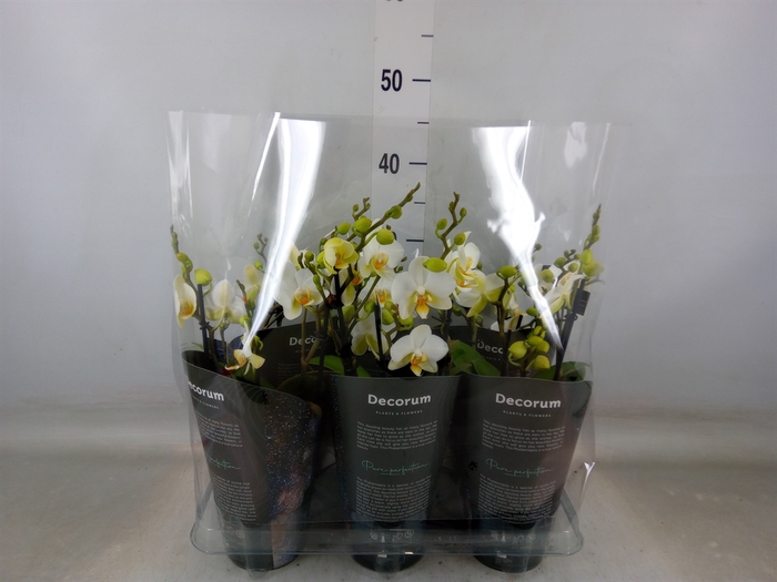 <h4>Phalaenopsis multi. 'Ant Lausanne'</h4>