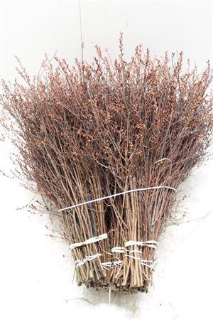 <h4>Myrica Gale</h4>