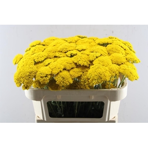 Achillea Park Variety