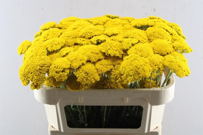 <h4>Achillea Park Variety</h4>