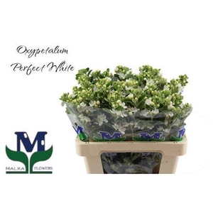 Oxy Co Perf Whi Harm (IL),(5)